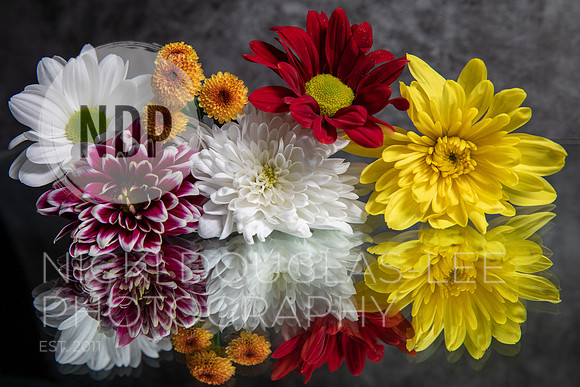 Still Life Photography