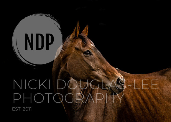 Portrait Photography