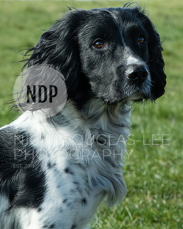 Pet Portraits
