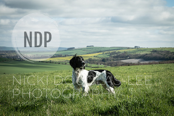 Pet Portraits