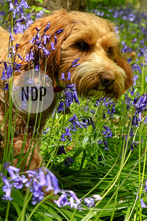 Pet Portraits