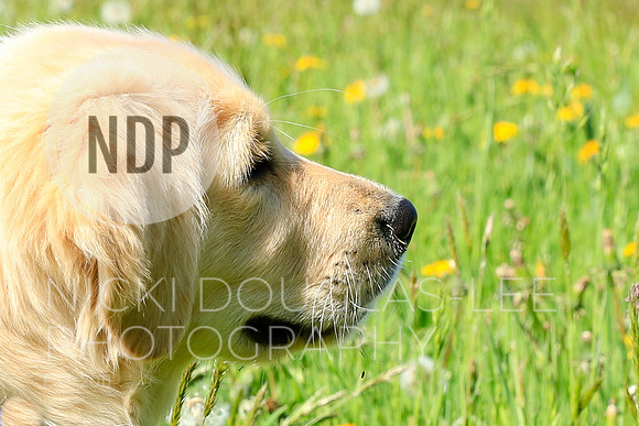 Pet Portraits