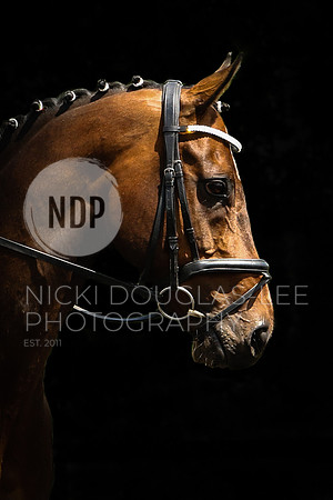 Equine Portraits