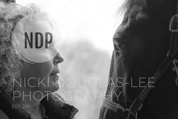 Equine Portraits