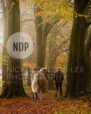 Equine Portraits