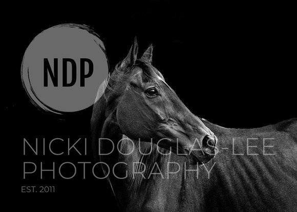 Equine Portraits