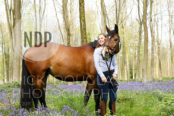 Equine Portraits