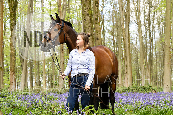 Equine Portraits