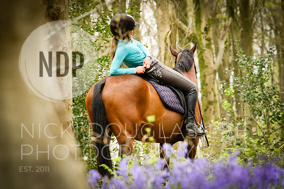 Equine Portraits