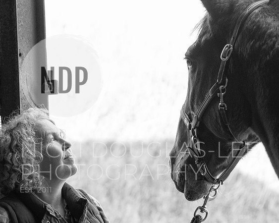 Equine Portraits