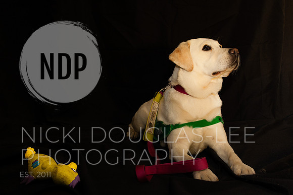 Pet Portraits
