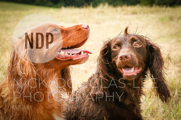 Pet Photography