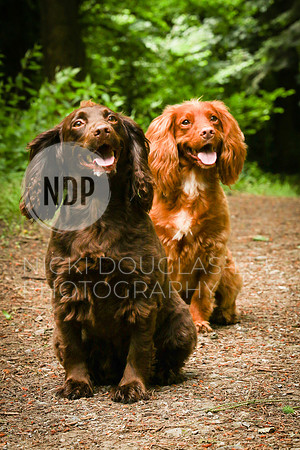 Pet Photography