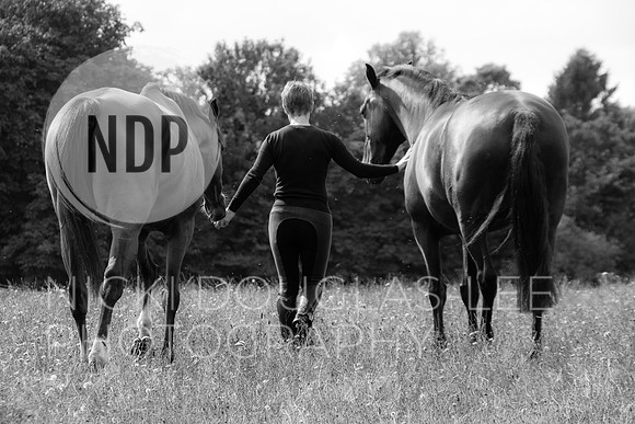 Equine Photography