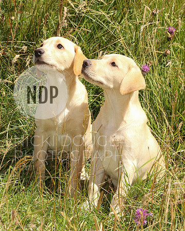 Pet Photography
