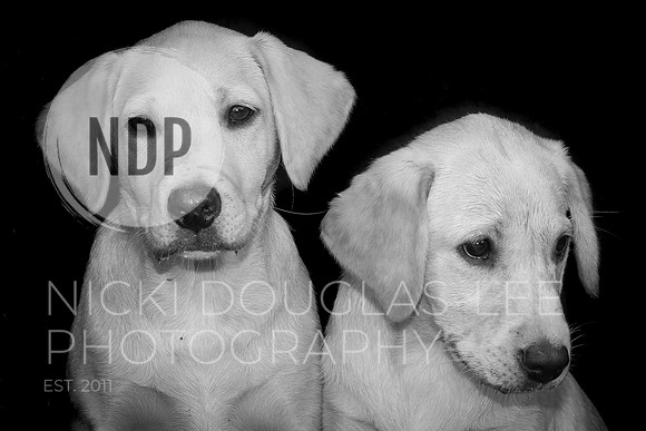 Pet Photography