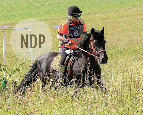 Equine Photography